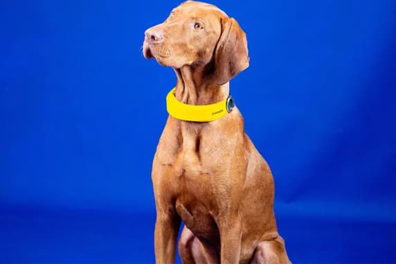 Invoxia Introduces Biometric Smart Health Collar for Dogs CES 2022 GPS tracking health monitor heart respiratory rate app activity monitor release info 2022 price
