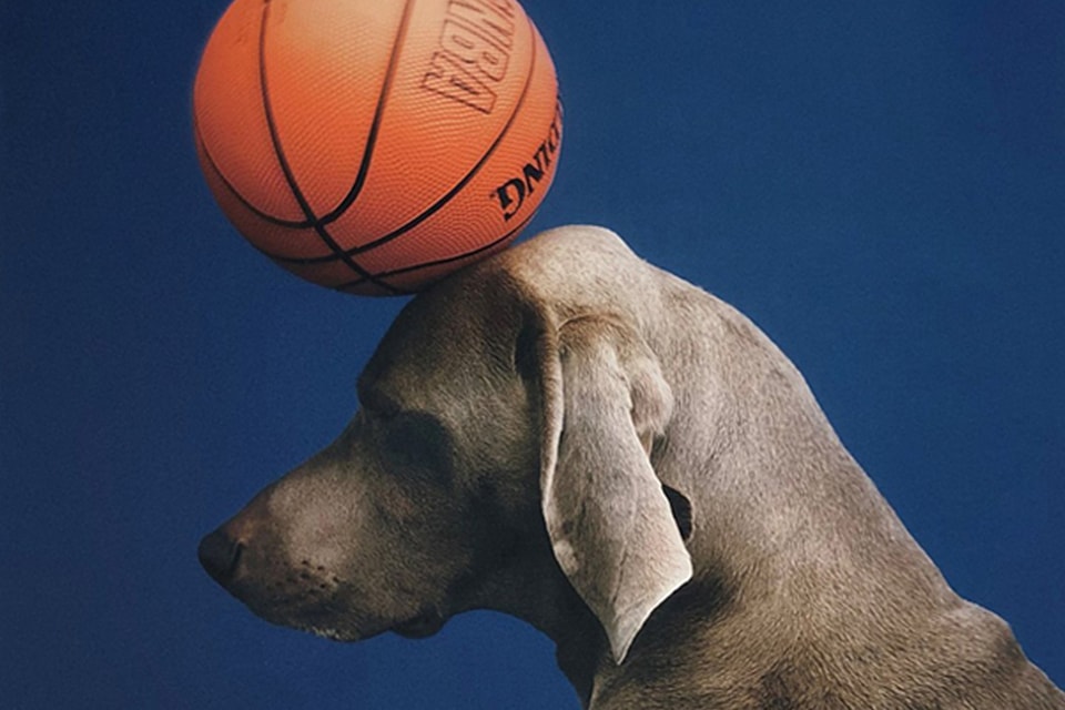 William Wegman 'Game, 2000' PLATFORM David Zwirner | Hypebeast