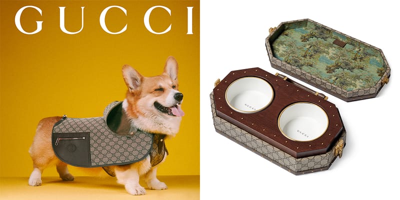 limited gucci pet