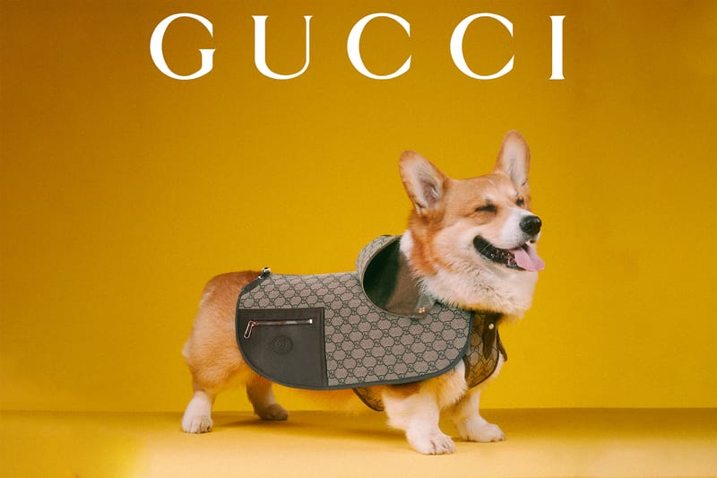 limited gucci pet