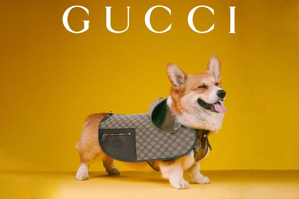 Gucci Pet SS22 Collection | HYPEBEAST