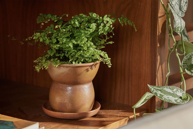 Seth Rogan Planter Vase Ashtray 2 0 cannabis homeware lifstyle capsule collection three piece weed release info date price