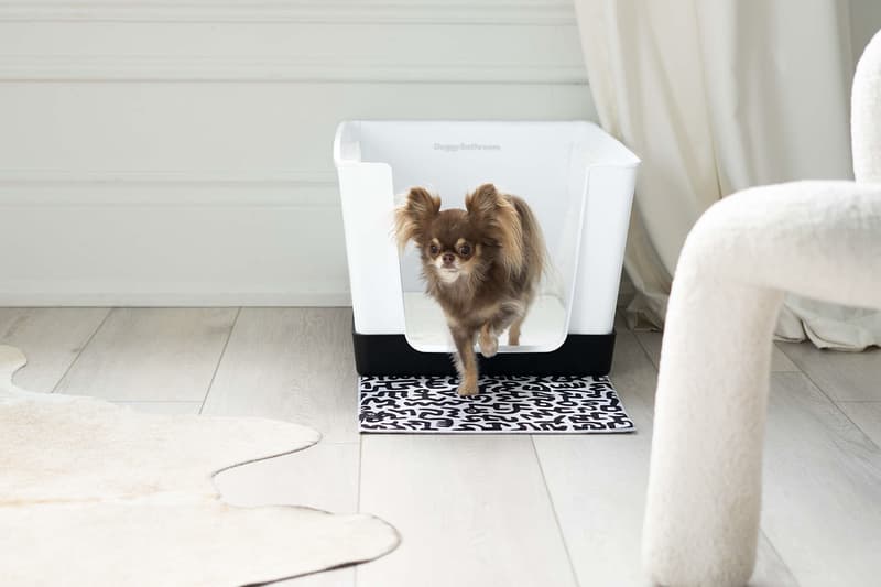 Doggy Bathroom's Elevated Litter Box Pays Homage to the Great Keith Haring