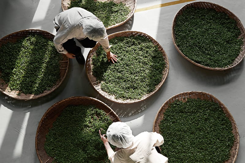 Pace Seoul Reveals Osulloc Tea House at Expanded Art Complex