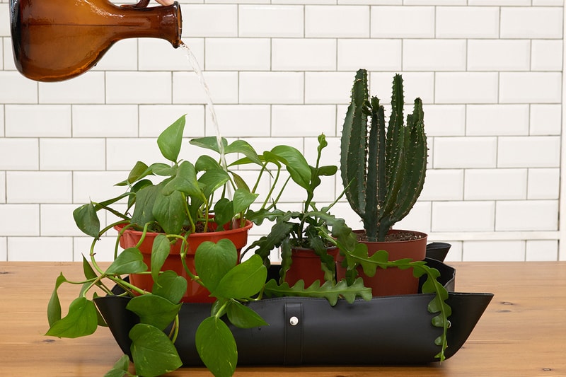 Prick Ldn Launches Collection of Plant Care Tools