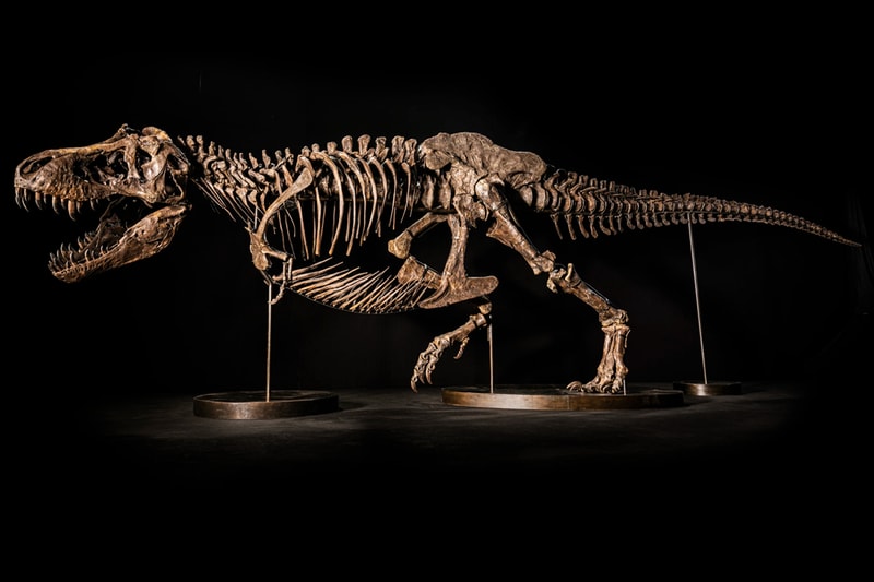 Shen Tyrannosaurus Rex Fossil Christie's Auction