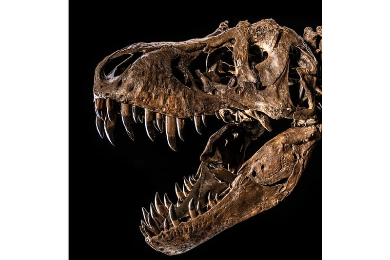 Shen Tyrannosaurus Rex Fossil Christie's Auction