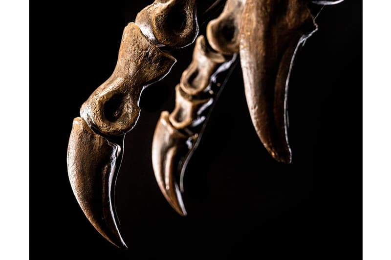 Shen Tyrannosaurus Rex Fossil Christie's Auction