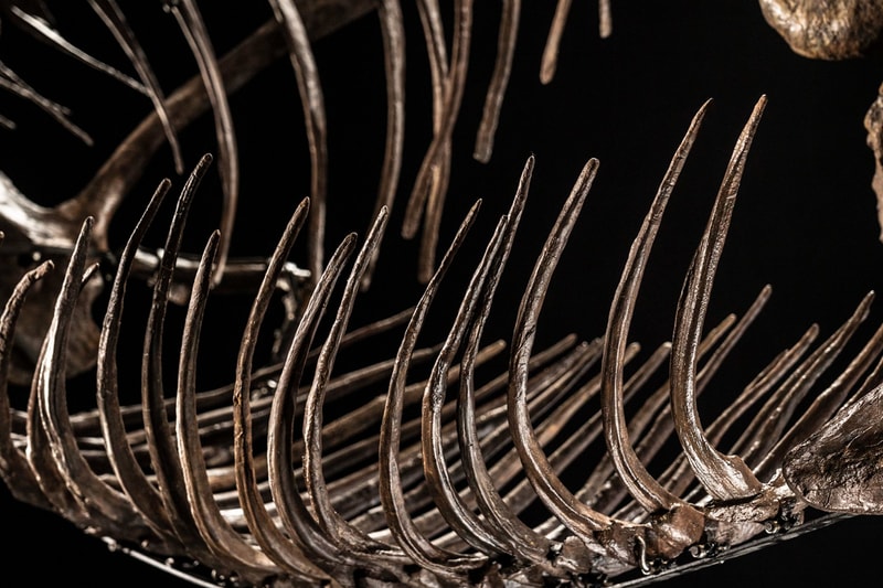 Shen Tyrannosaurus Rex Fossil Christie's Auction