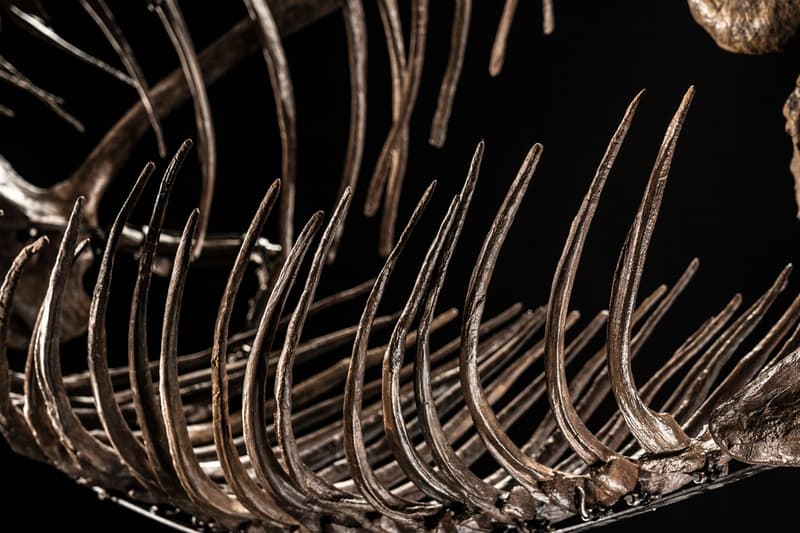 Shen Tyrannosaurus Rex Fossil Christie's Auction