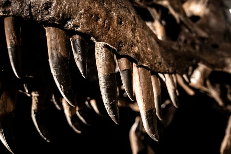 Shen Tyrannosaurus Rex Fossil Christie's Auction