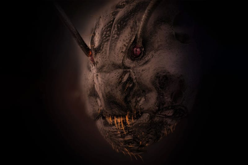 Dr. Eugenijus Kavaliauskas Winning Ant Photo Is Freaking People Out