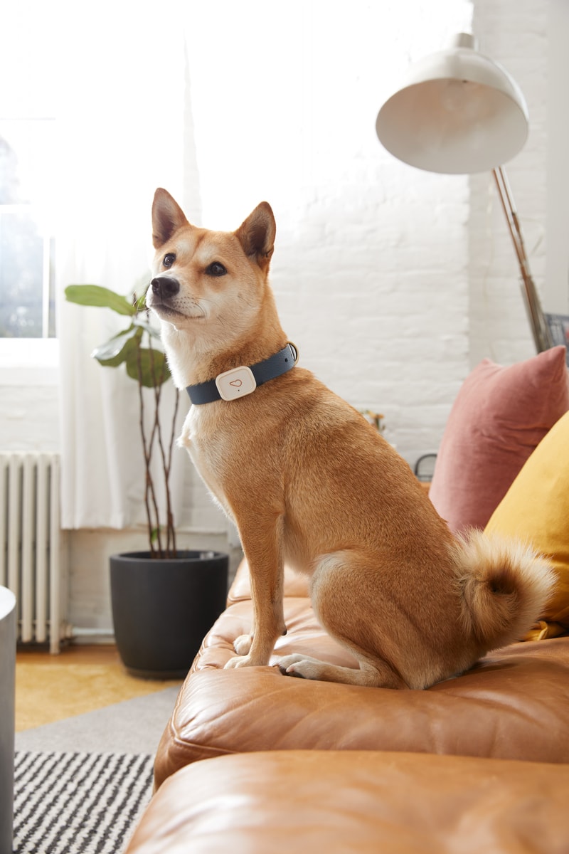 Whistlepets Limited Edition Smart Device
