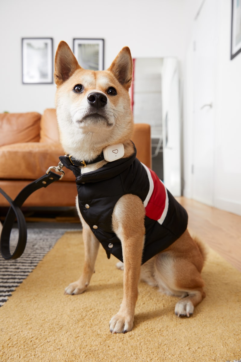 Whistlepets Limited Edition Smart Device