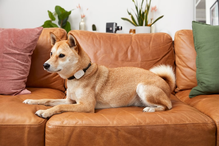 Whistle Introduces a Limited Edition Pet Smart Device for the Holidays