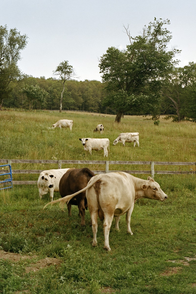 Dan Colen Sky High Farm Agriculture Non Profit Org New York Interview Hypebeast Magazine Issue 30 The Frontiers Issue