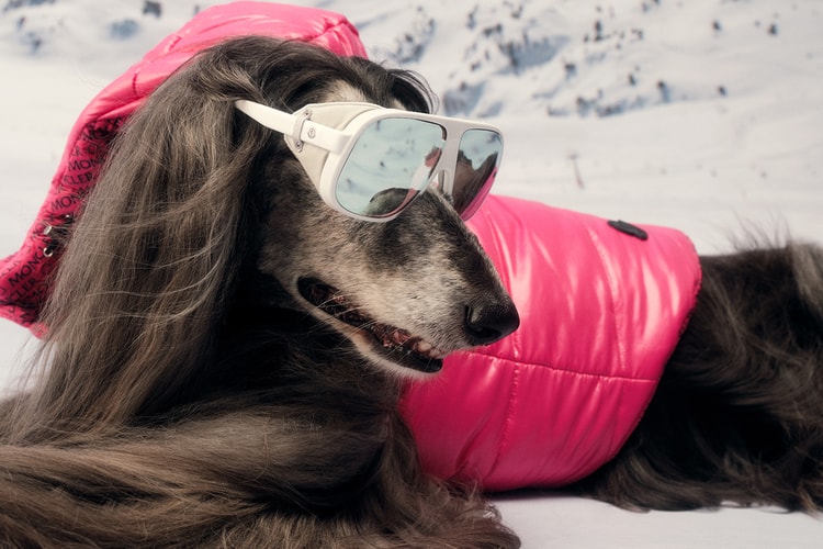 Moncler Is Making Walkies Fashionable and Cozy for Your Four-Legged Friends