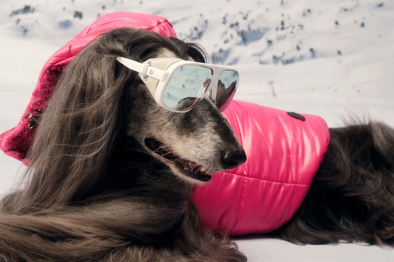 Moncler Poldo Dog Couture Dog Wear Doggos Four Legged Friends Teddy Fleece Walks Raincoat Nylon Maire Jacket