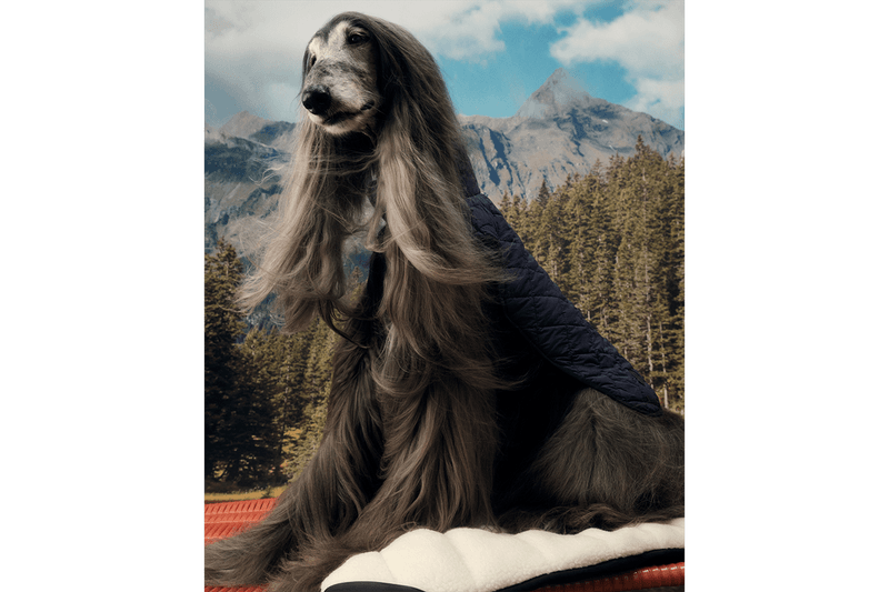 Moncler Poldo Dog Couture Dog Wear Doggos Four Legged Friends Teddy Fleece Walks Raincoat Nylon Maire Jacket