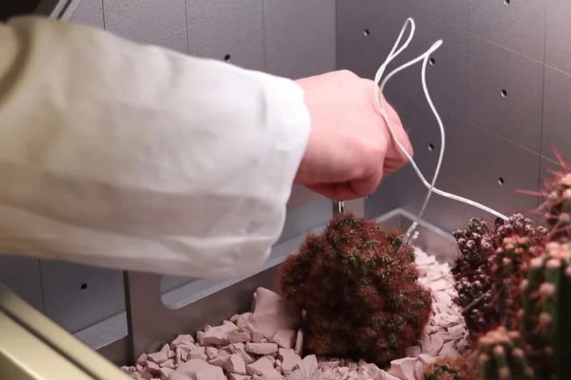 Have These Cacti Made the Ambient Album of the Year?