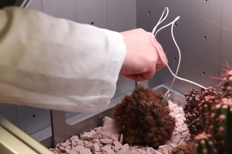 Have These Cacti Made the Ambient Album of the Year?