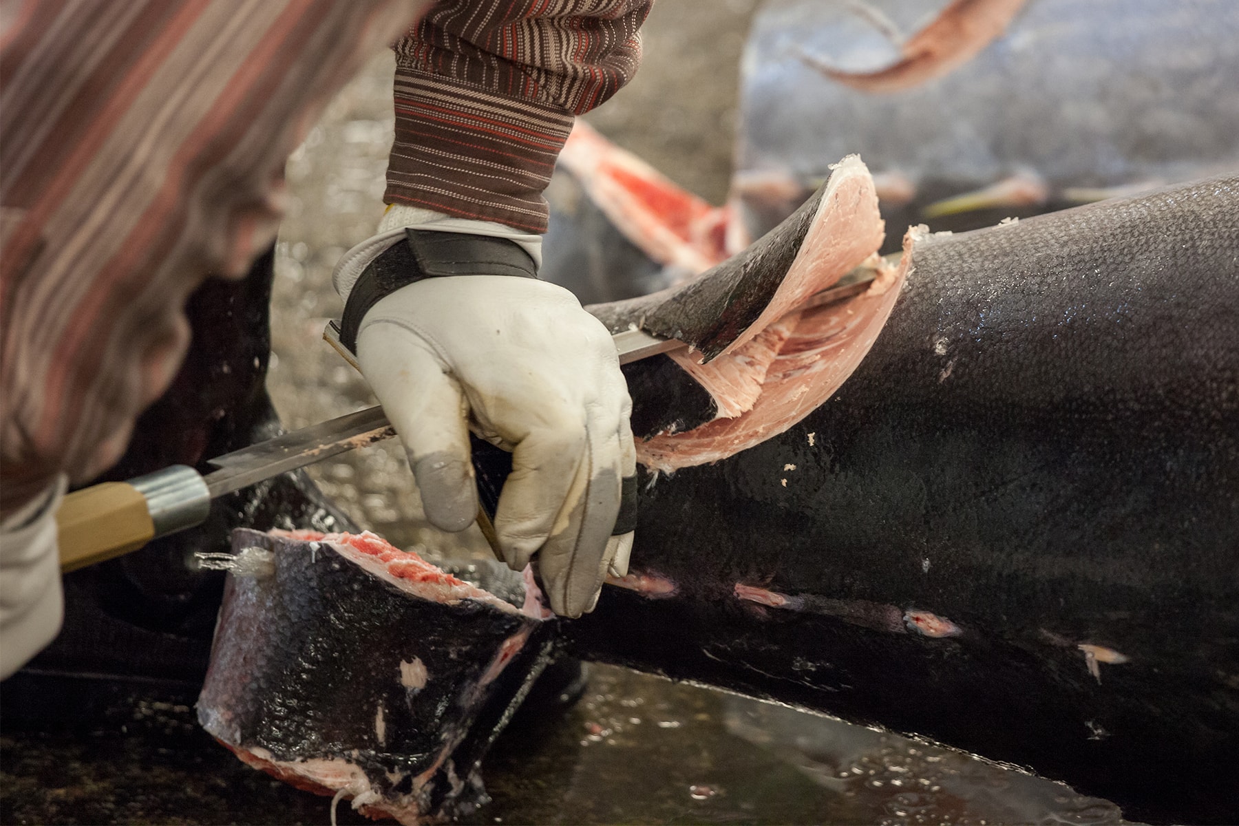 Giant bluefin Tuna 212 kg $275,000 USD sale price sushi fish tourism travel 