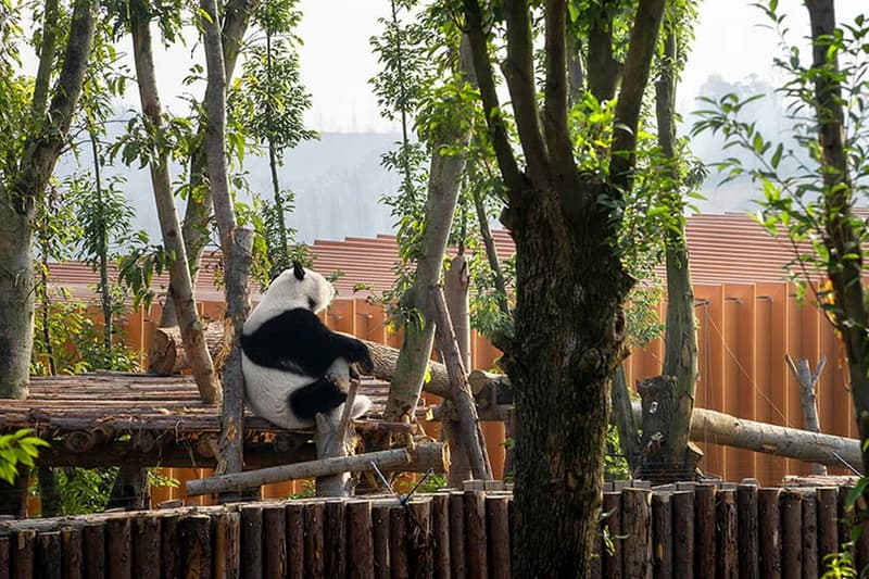 EID panda pavilion chengdu research center ring shaped china arch exiust atelier ping jiang opening news info