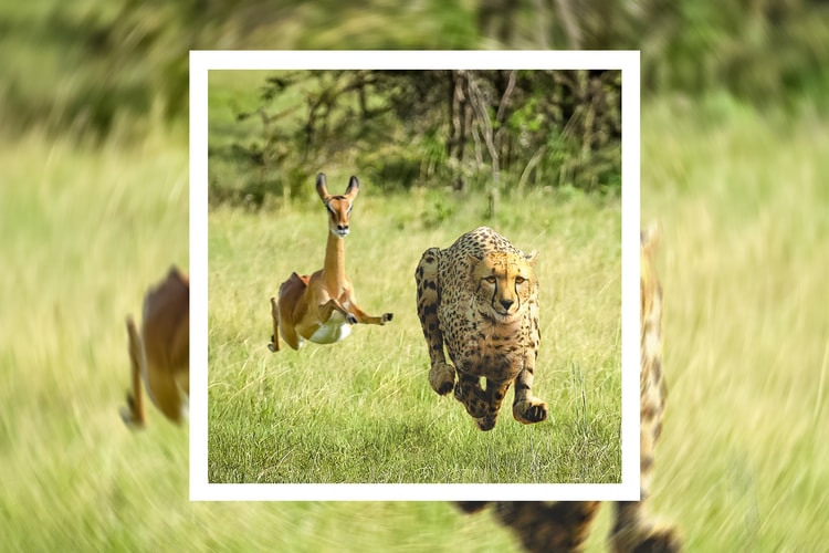 Thundercat and Tame Impala Complement Each Other on New Single "No More Lies"