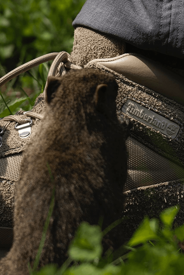 nonnative x Timberland Euro Hiker Release Information details date boot footwear collaboration