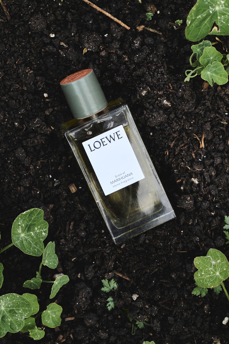loewe releases floral home scents campaign charlie mccormick flowers garden orange blossom thyme geranium