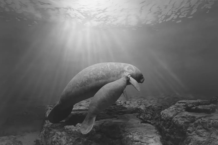 Hayward Gallery Will Showcase Monumental Exhibition on Japanese Photographer Hiroshi Sugimoto