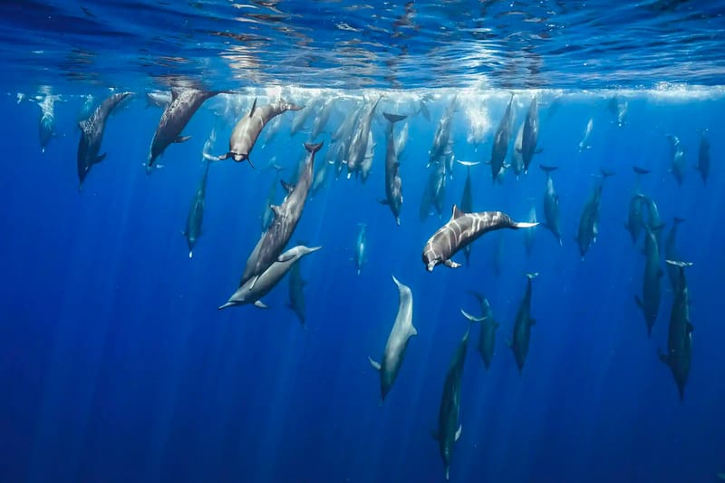 Nature inFocus Announces Winners of 2023 Photography Awards