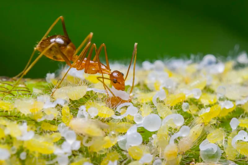 Nature inFocus 2023 Photography Award Winners Art