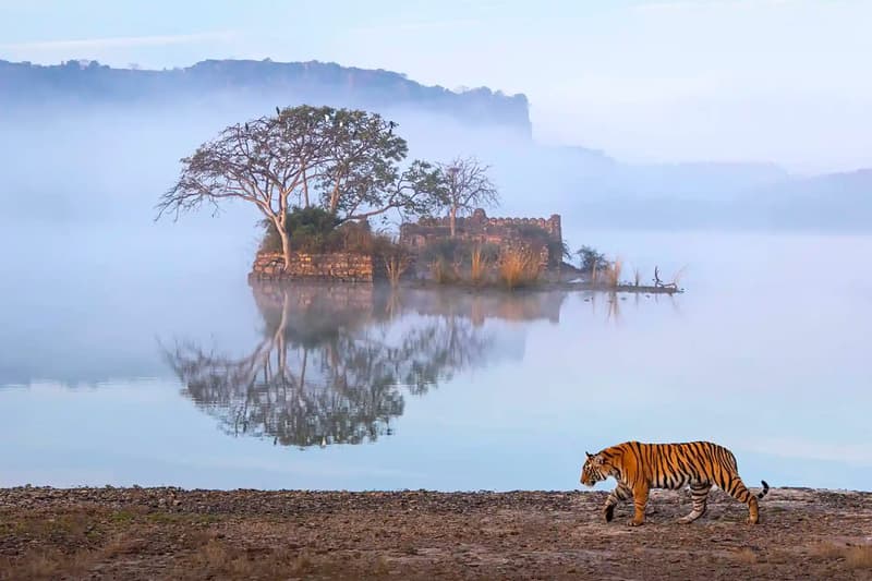 Nature inFocus 2023 Photography Award Winners Art