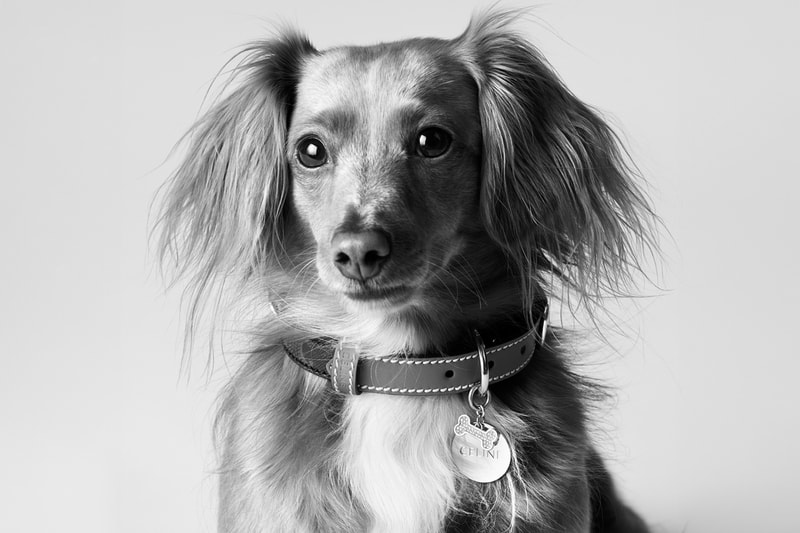 Celine Dog Accessories Campaign Release info