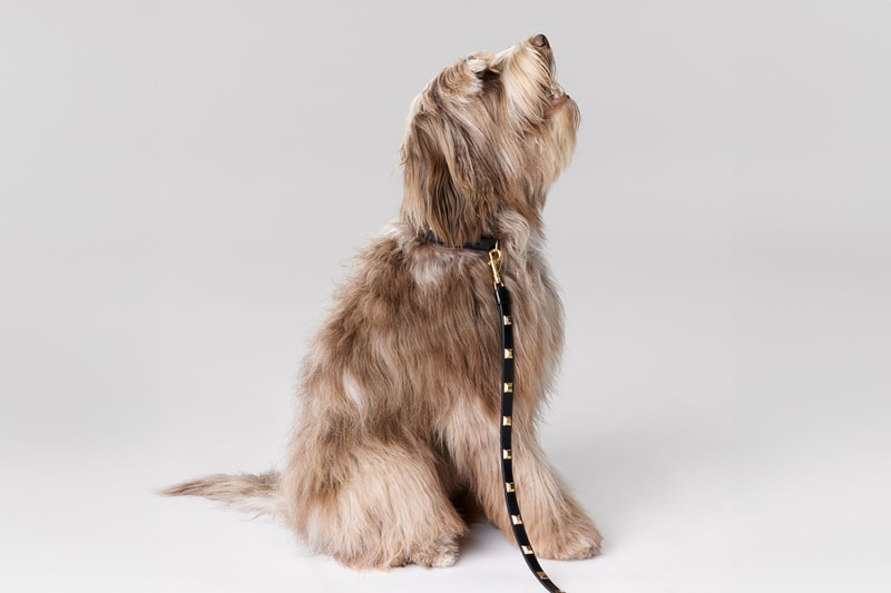 Celine Dog Accessories Campaign Release info