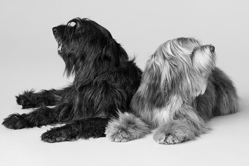 Celine Dog Accessories Campaign Release info