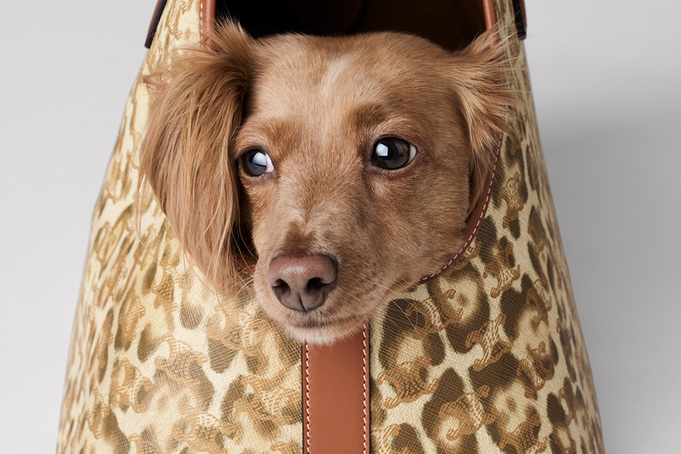 Celine Dog Accessories Campaign Release info