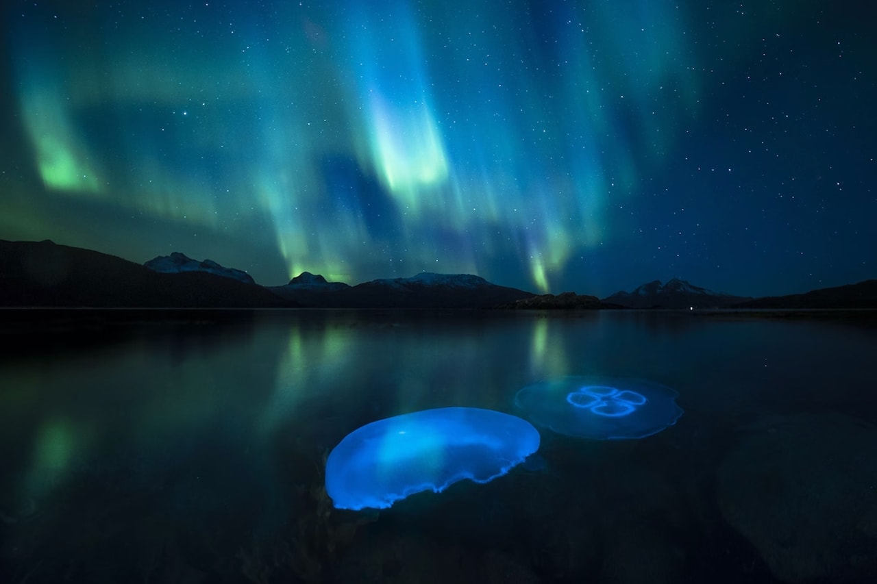 Polar Bear Iceberg Wildlife Photographer of the Year