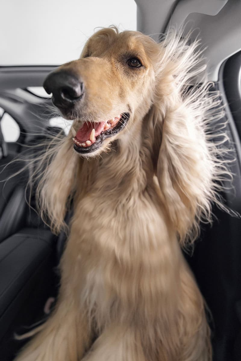 Mercedes Benz MBUX Bark Assist Feature Release Info