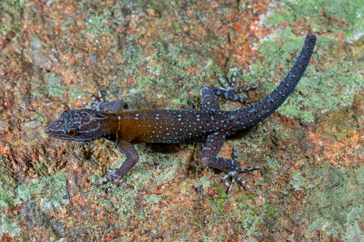 New Gecko Species Named After Vincent Van Gogh