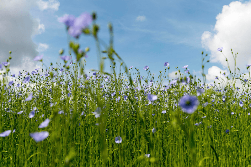 Loro Piana Linen André Shirt Aura Blockchain Consortium menswear sustainability collaboration