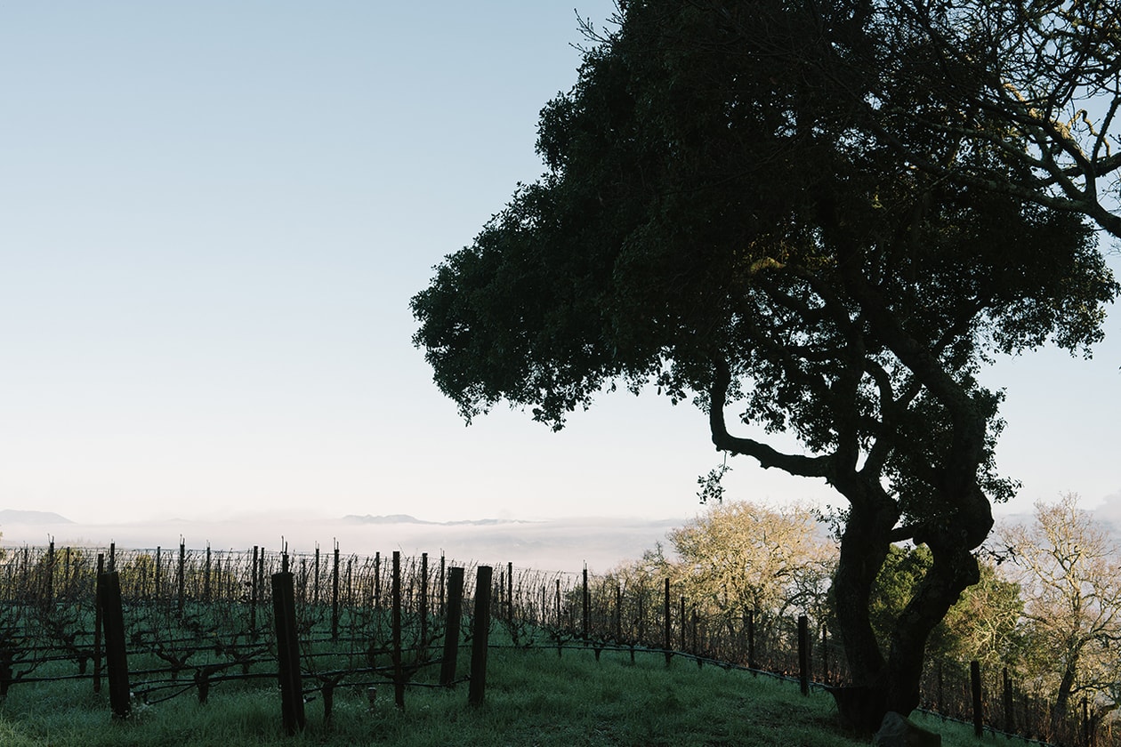 The Mascot 2020 Vintage Cabernet Sauvignon Red Wine Napa Valley Harlan Estate BOND Promontory Will Harlan Cory Empting Interview 