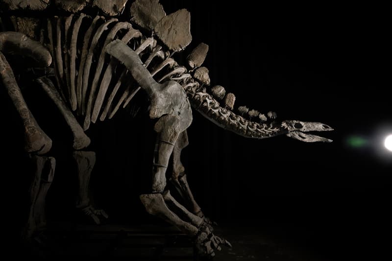 Sotheby’s Stegosaurus Dinosaur Fossil Auction Record