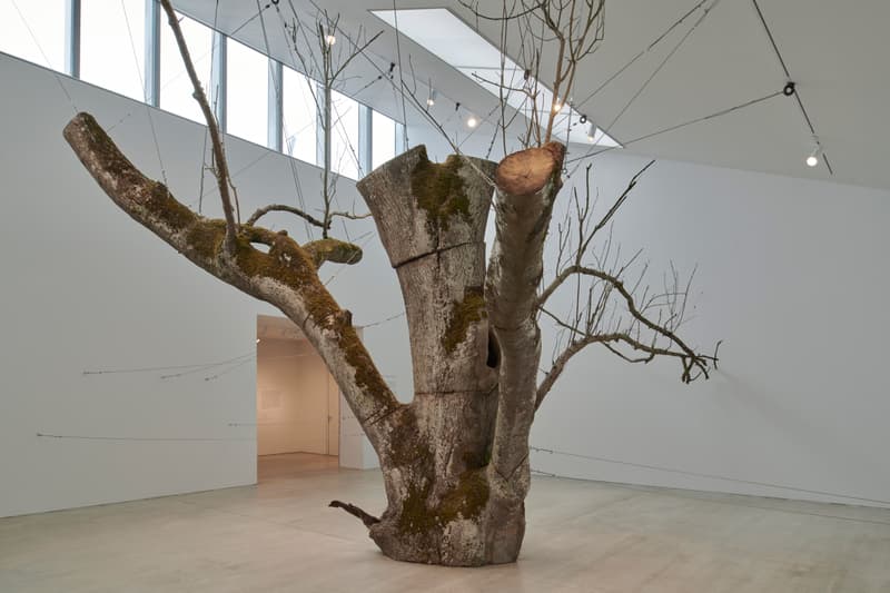anya gallacio turner contemporary preserve exhibition art artworks