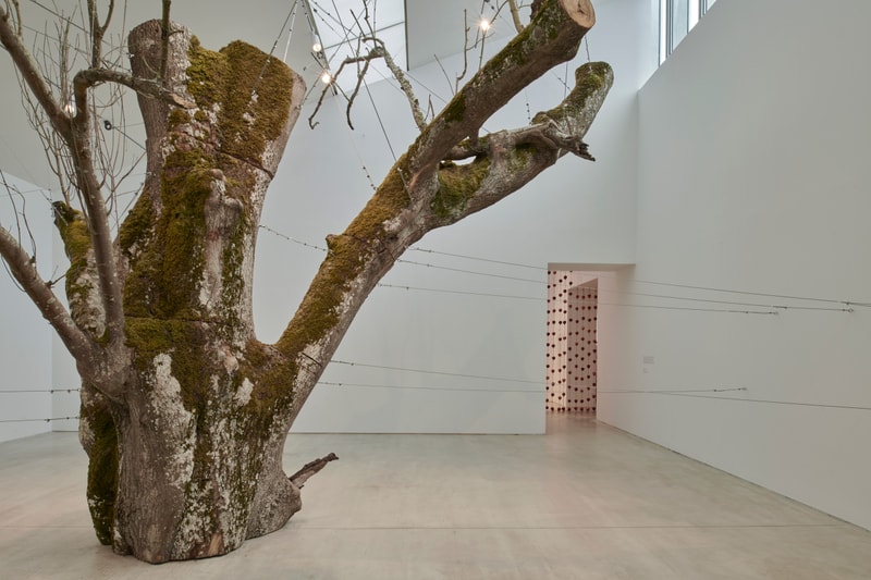 anya gallacio turner contemporary preserve exhibition art artworks