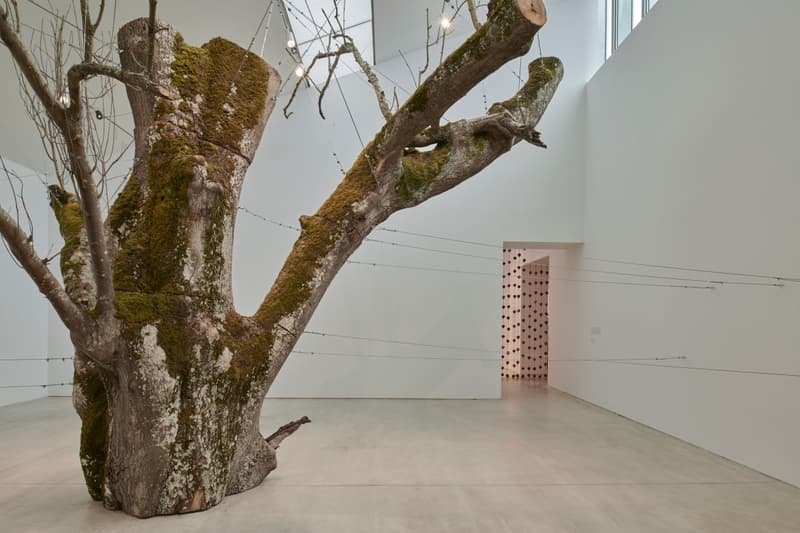 anya gallacio turner contemporary preserve exhibition art artworks