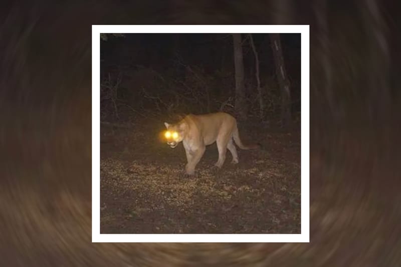 Bruiser Wolf x Zack Fox Unleash "Mountain Lion"