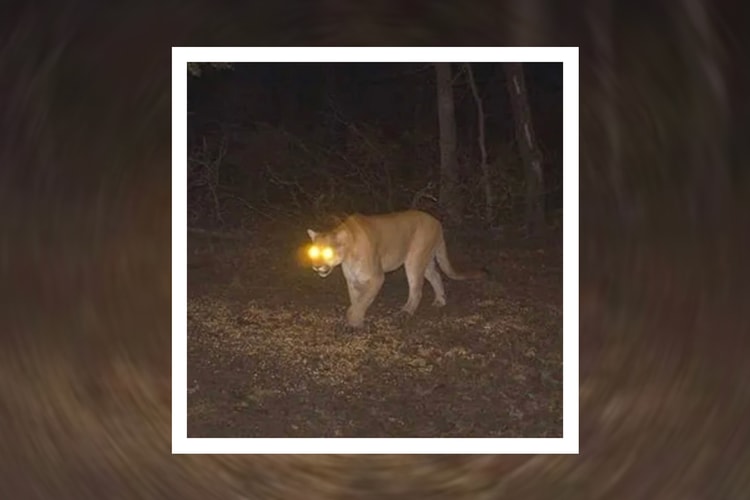 Bruiser Wolf x Zack Fox Unleash "Mountain Lion"