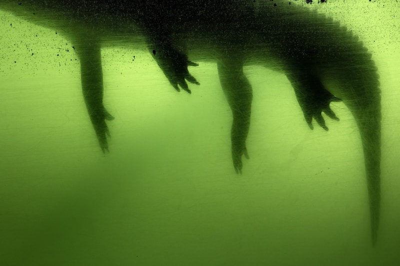 Anastasia Samoylova Adaptation Saatchi Gallery London Solo Exhibition Photography Art Artworks